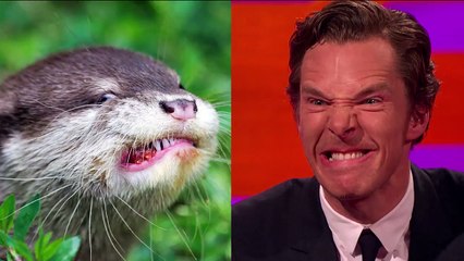 Benedict Cumberbatch et Johnny Depp imitent des loutres