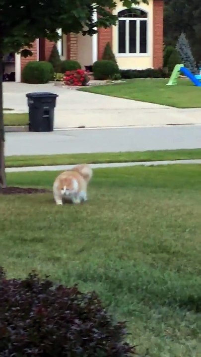 Running fat cat