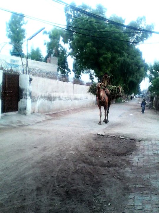 camels shows no mercy beware