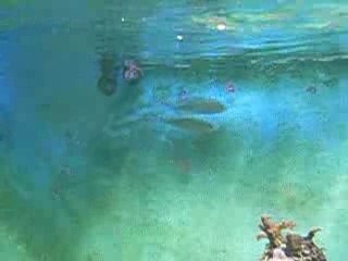 Video herunterladen: Ponte de Chromis Viridis