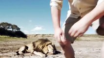 Lion-Takes-Revenge-On-Trophy-Hunter