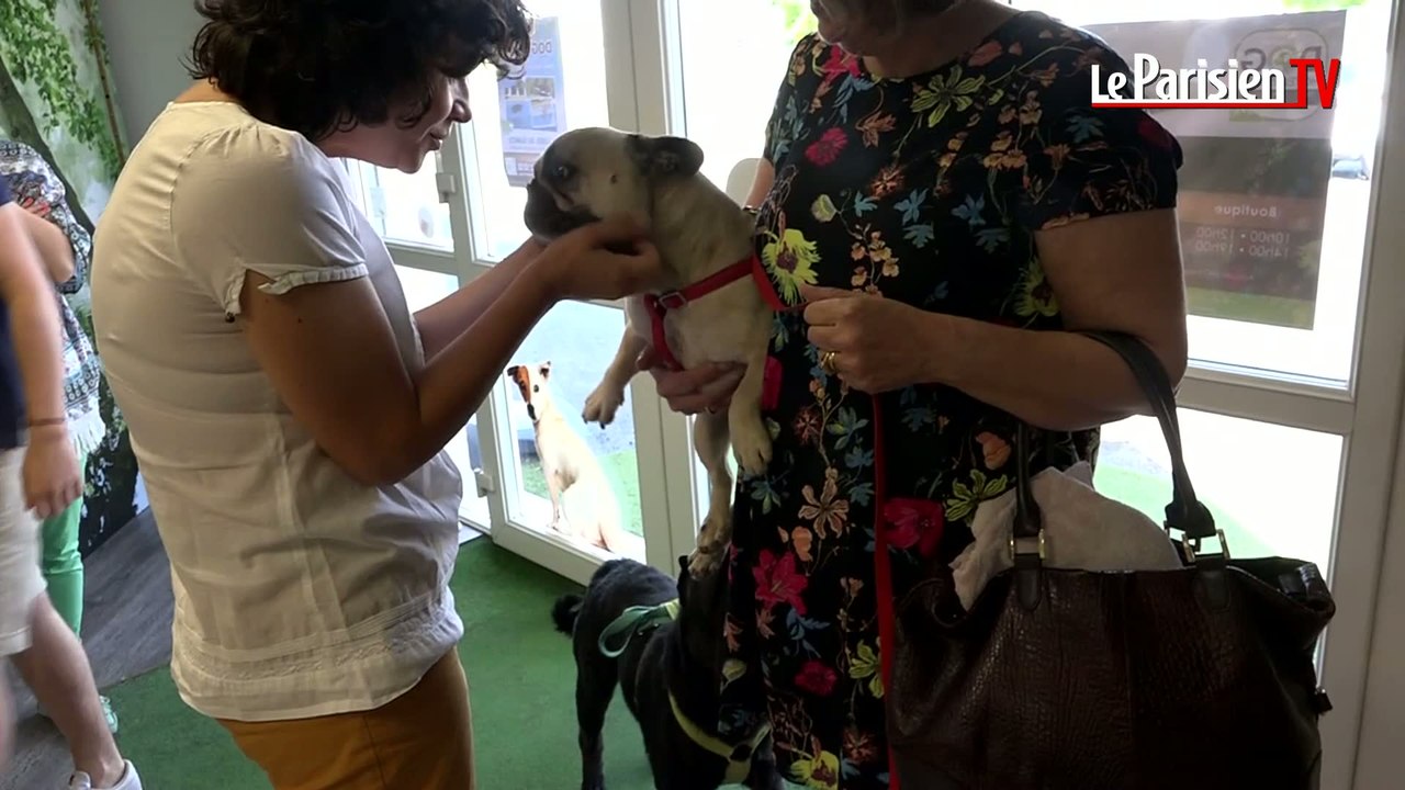 Vacances : un hôtel pour chiens et chats, avec plage et piscine !