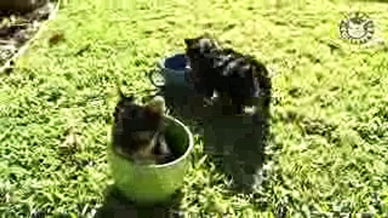 12 Funny Puppies Video Compilation 2016