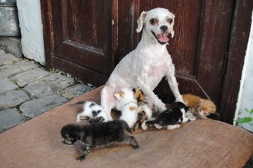 'Çirkin' 40 Kediye Annelik Yaptı