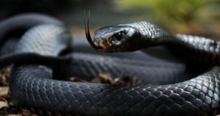 Yılanların Neden Uzun Gövdeli Olduğu Keşfedildi