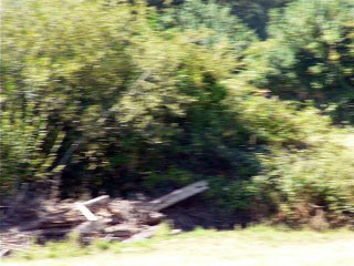 Chevreuil peut-être un brocard