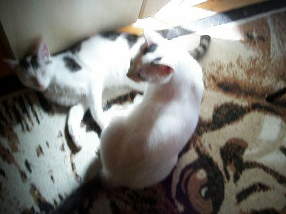 Harvey und Vinzent am 13.08.2016