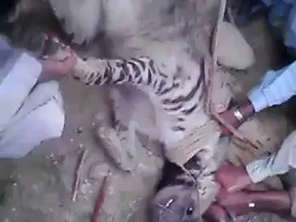 Rare Animal Found From Balochistan