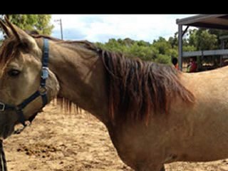 Gunnamatta Trail Rides
