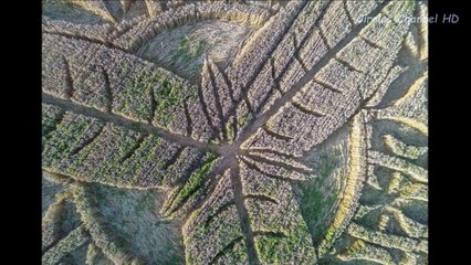 Crop Circles 2016 - Ansty, Nr Salisbury, Wiltshire, UK - 12th August 2016 - UFO 2016