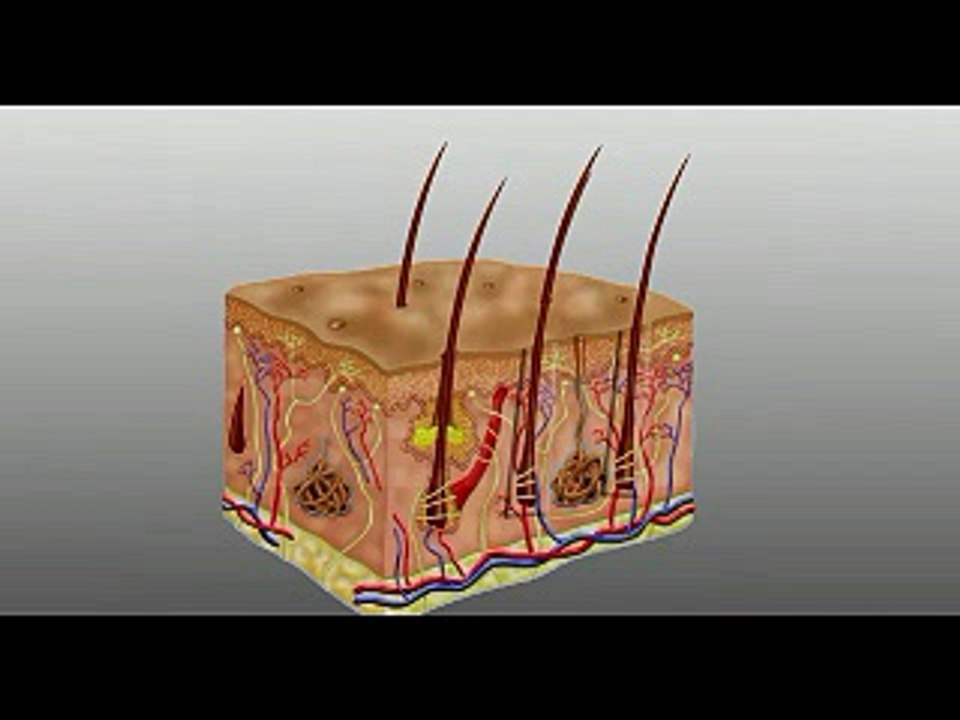 زراعة الشعر