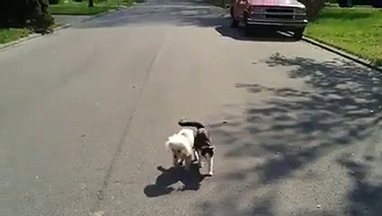 Chien et chat (Solidarité)