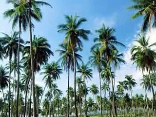 CÔNG ƠN CHA MẸ (11) ĐĐ THÍCH GIÁC THIỆN Biên Soạn