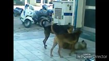 Very Funny Street Dog Fighting Kute Gali de0