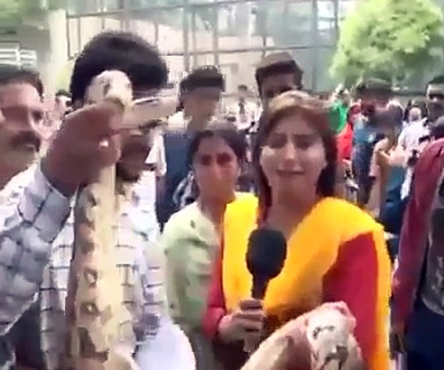 Funny - Female Reporter Doing PTC holding Snake in her hand but very comfortable