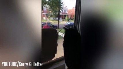 J'avais tjrs la ferme conviction que les chats sont d'une intelligence extrême ahahahahhaha