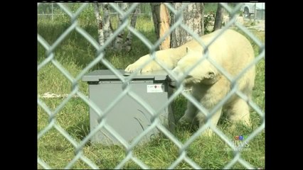 コクレーンの「ホッキョクグマ居住村」でガヌークがゴミ箱の耐性検査に協力 (Aug.8  2016)