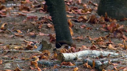 Les Eléphants Du Désert