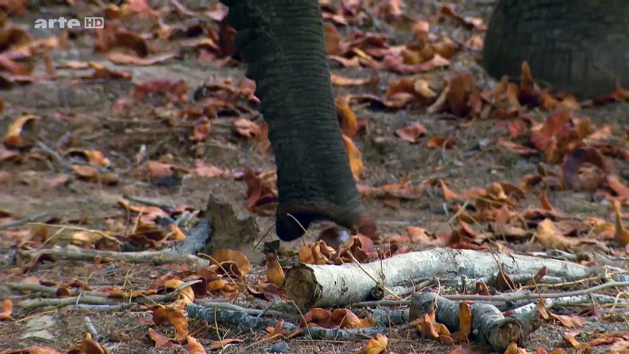 Les Eléphants Du Désert