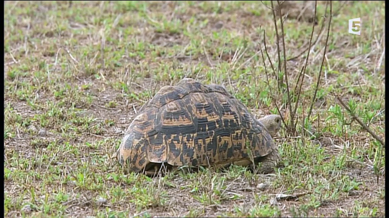 Ces Oiseaux Qui Ont Choisi De Ne Plus Voler