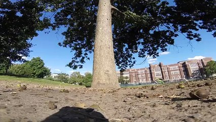 La ardilla que «robó» una GoPro y filmó sus aventuras en los árboles para YouTube