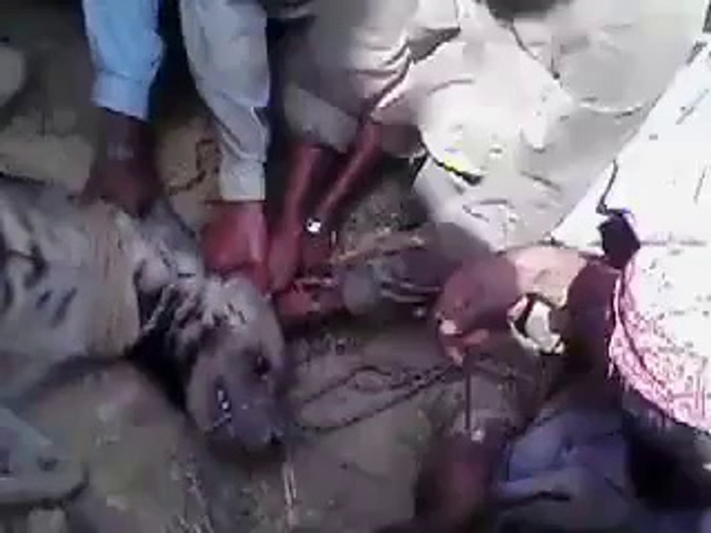 Rare Animal Found From Balochistan Video Dailymotion