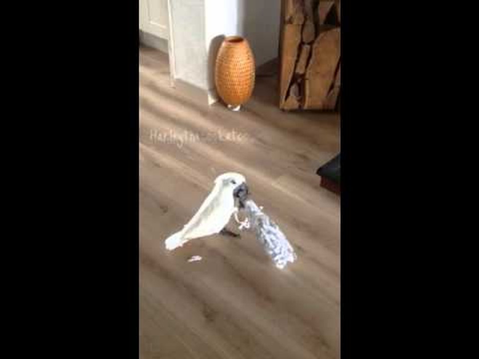 Cockatoo Goes Crazy for Pine Nuts in Plastic Bottle