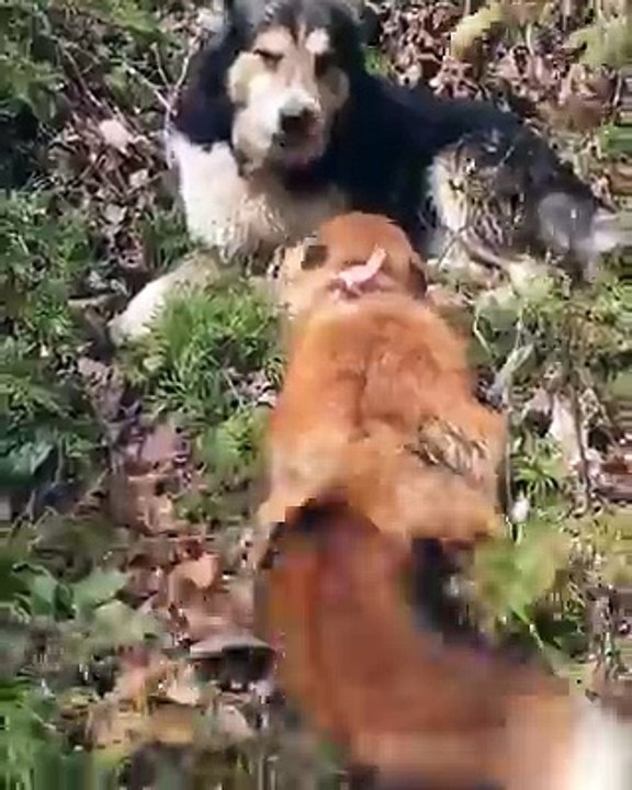 un renard malin avec un chien