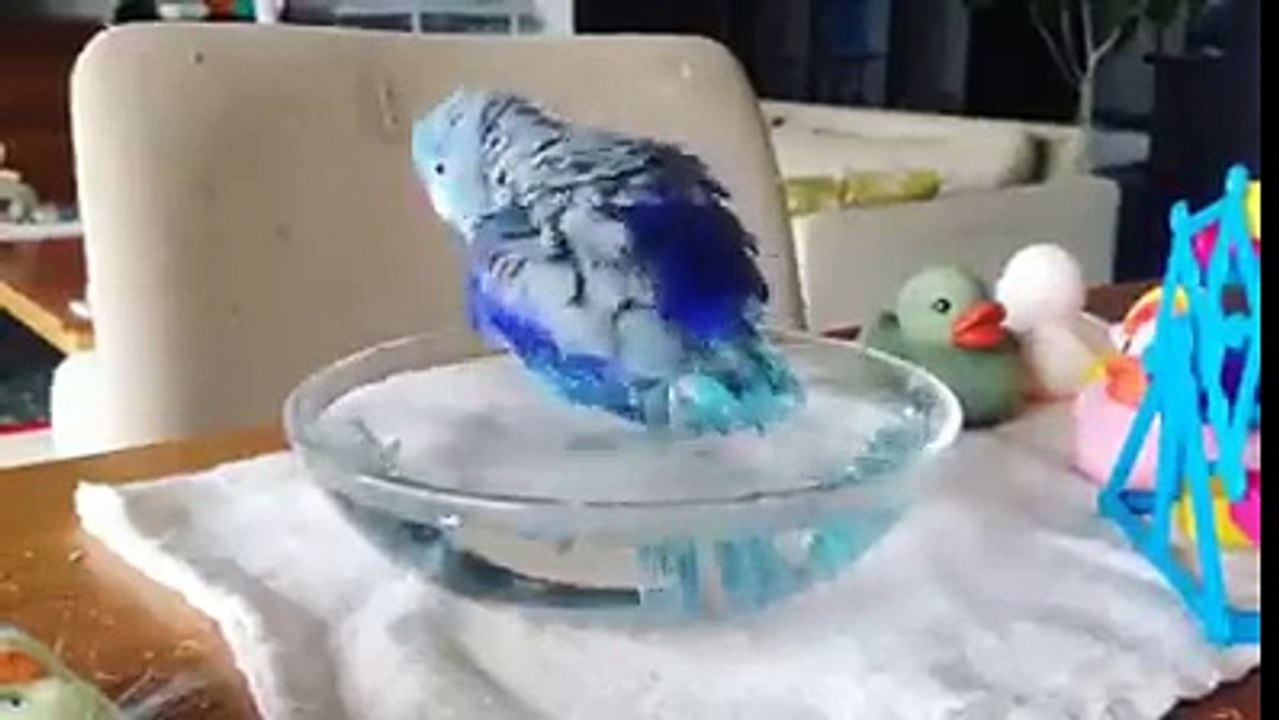un perruche bleu qui prends une douche