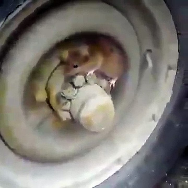 OÙ est la souris ?