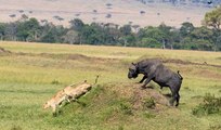 Buffalo Chases Two Lions