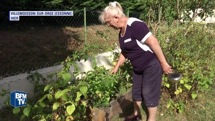 Les moustiques s'invitent cet été après avoir profité d'une saison pluvieuse pour se reproduire