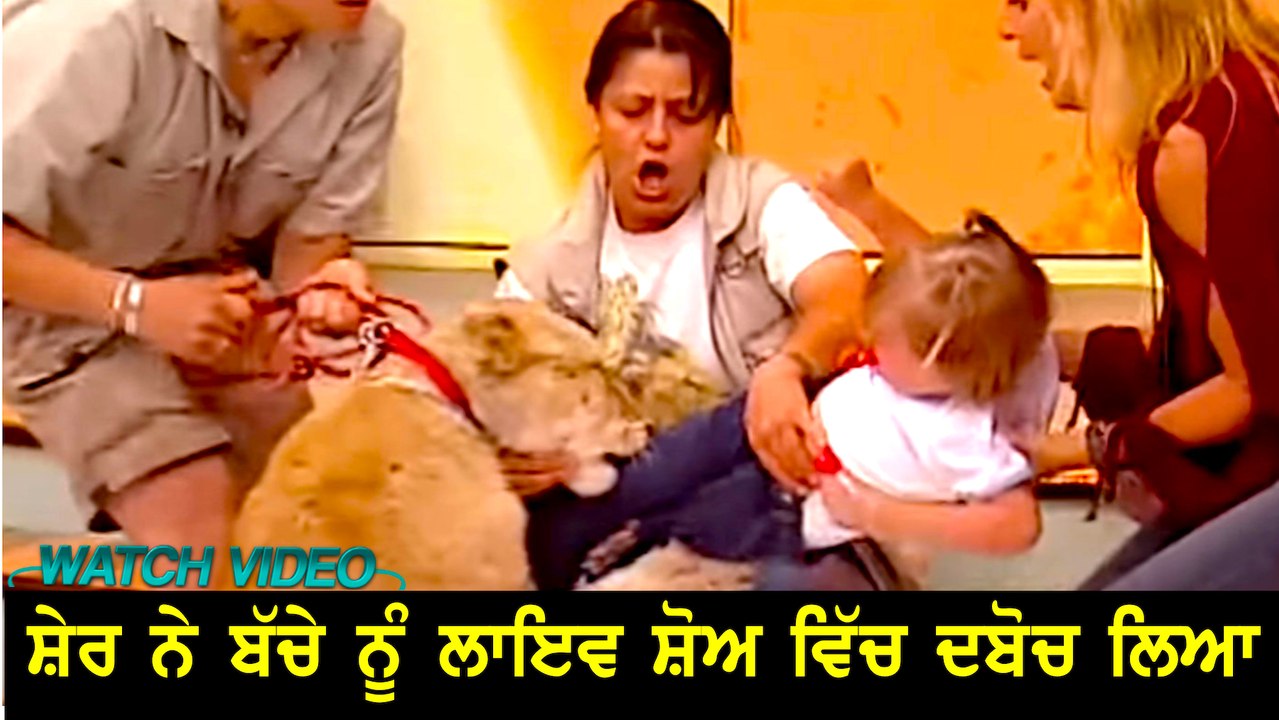 ਸ਼ੇਰ ਨੇ ਬੱਚੇ ਨੂੰ ਲਾਇਵ ਸ਼ੋਅ ਵਿੱਚ ਦਬੋਚ ਲਿਆ