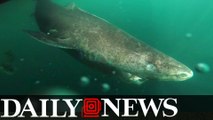 The 400-Year-Old Greenland Shark Is Now The Oldest Vertebrate On Earth