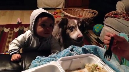 Mãe pede ao bebé para dizer mama o que o cão faz é hilariante