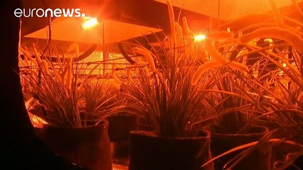 Ciudad de México acoge una feria dedicada al cultivo doméstico de la marihuana