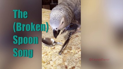 Einstein Parrot's Broken Spoon Song