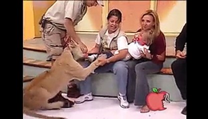 Un enfant se fait attaquer par un lion en direct à la télé