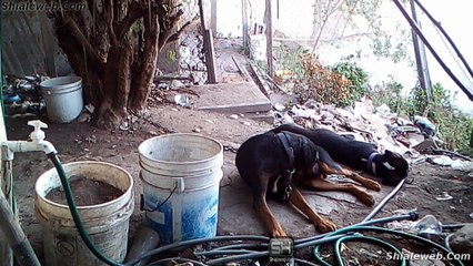 ESPECTACULAR PELEA DE PERROS UN ROTTWEILER VS PITBULL FINAL FATAL
