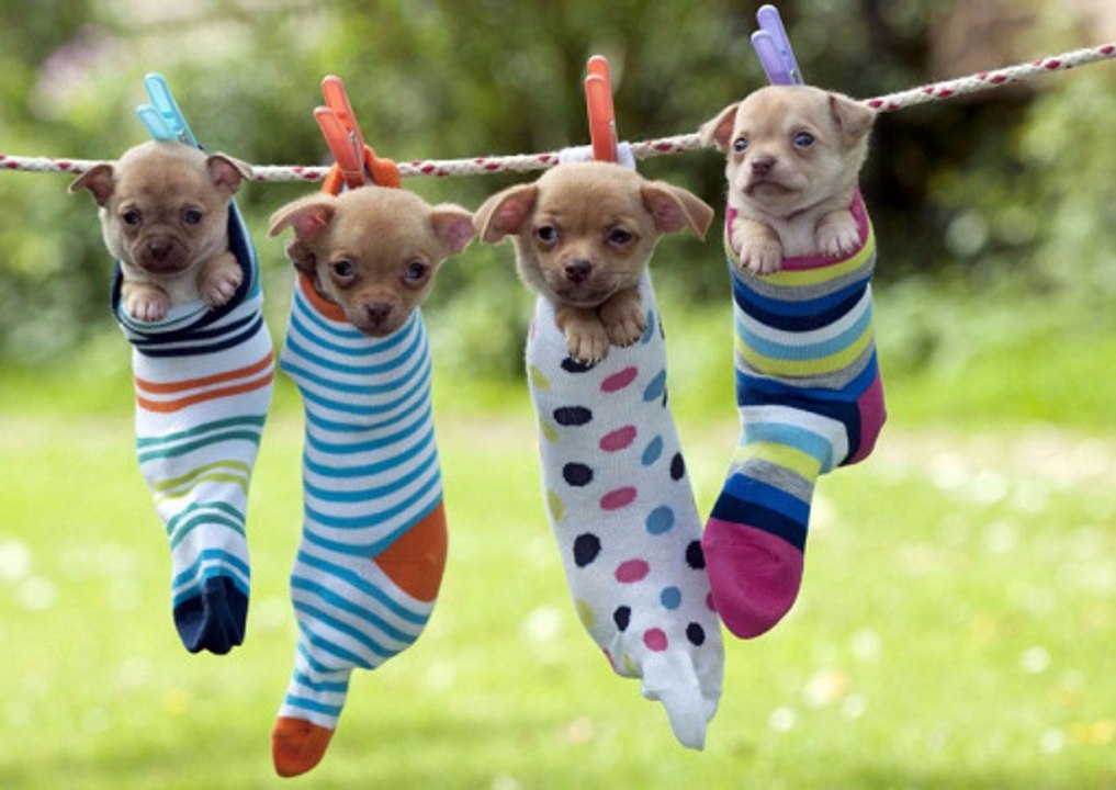 Cute dogs waking up owners - Funny dog compilation