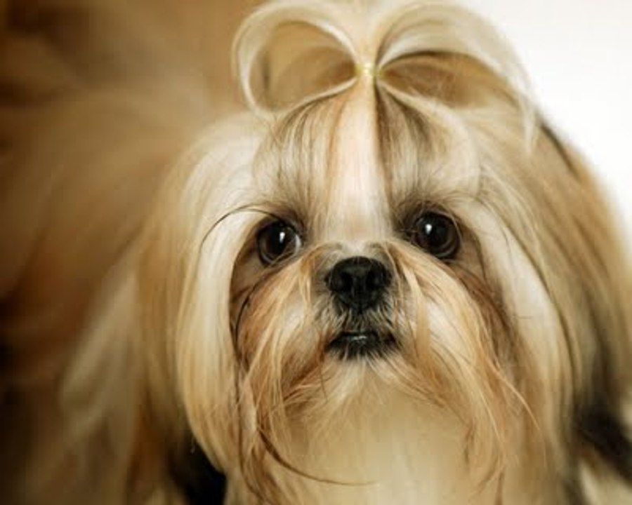 funny animals compilation April 2015