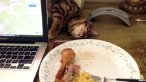 Un chat qui fait semblant de dormir pour voler une cuisse de poulet