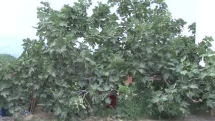 Avrupa'nın Tatili, Siyah İncir İhracatını Çarptı