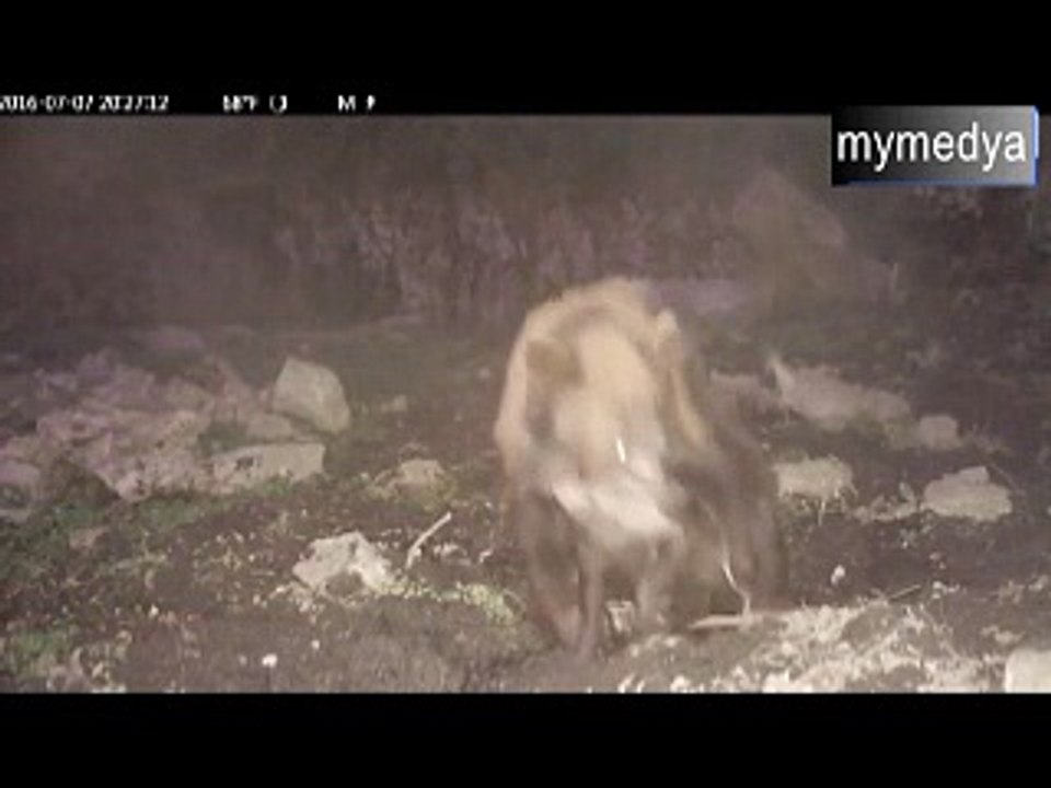 Ayı, domuz yavrusunu böyle yakaladı