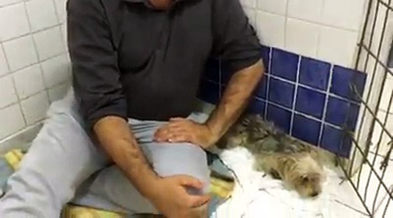 Ils jettent leur chien par la fenêtre de leur voiture, la SPA porte plainte (vidéo)