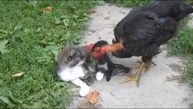 Пернатая блохоловка. Смешные приколы кошки