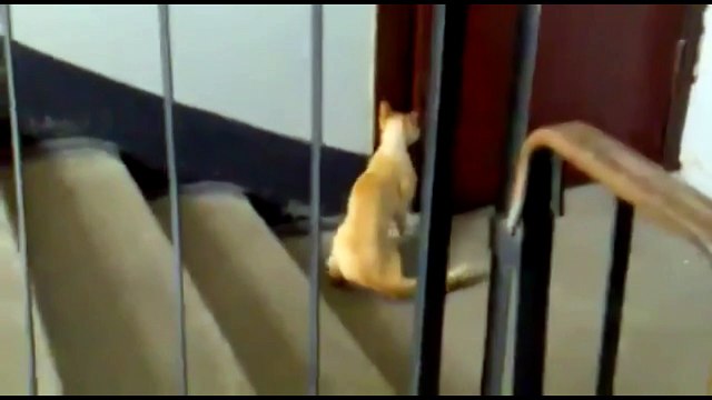 Очень хочется домой. Смешные приколы собаки