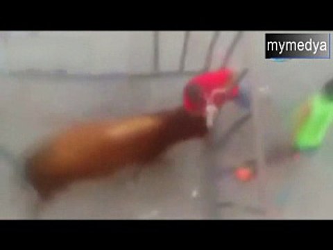 Boğayı kızdırmanın bedelini ağır ödedi