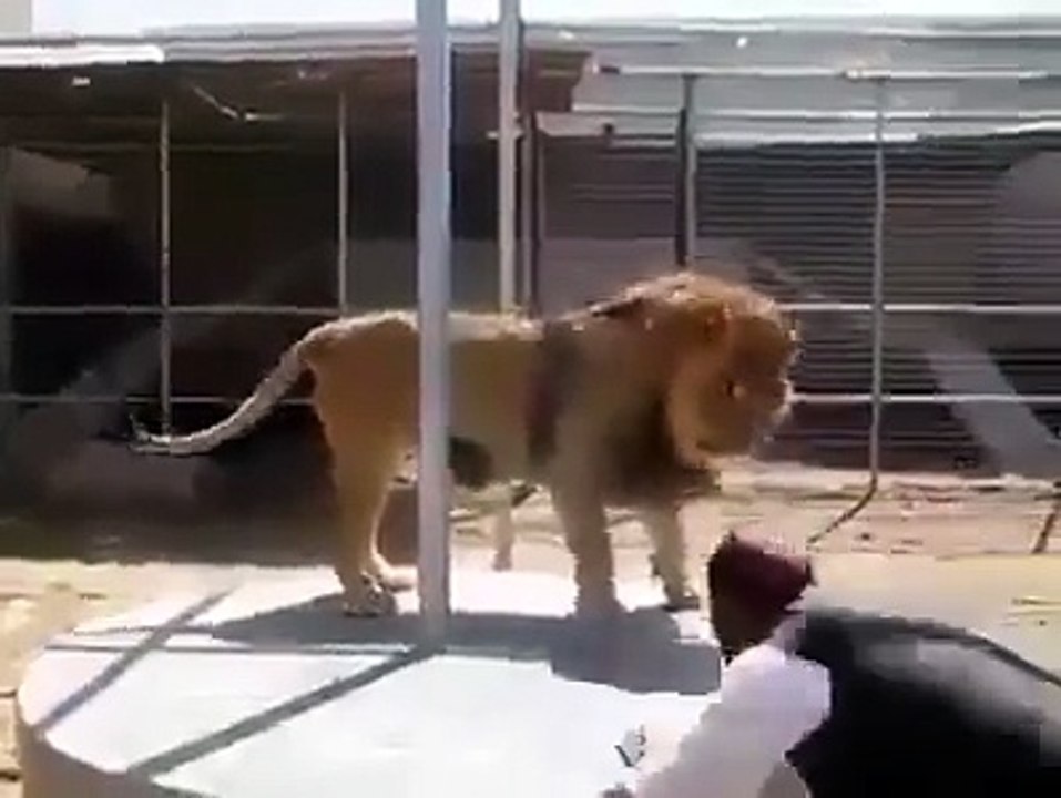 funny pathan vs lion