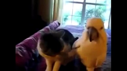 Поглажу и спою для друга. Смешные приколы кошки попугаи